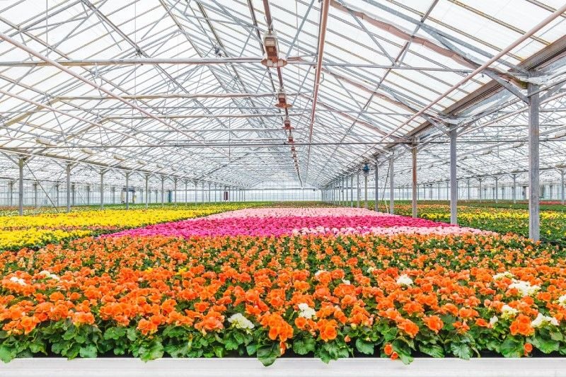Is Your Greenhouse Air Circulation Your Worst Enemy? Is Your Greenhouse Air Circulation Your Worst Enemy?